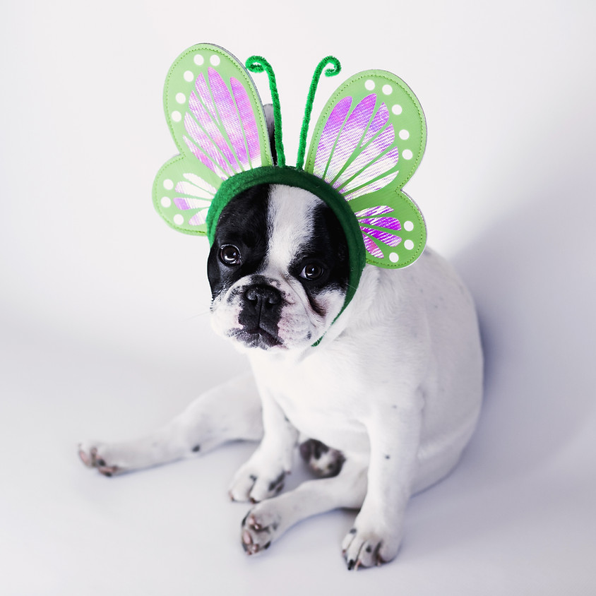 Pooch Parade