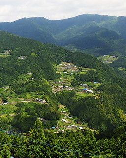 徳島産どくだみ