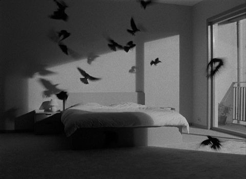 Still_Black_Sun_birds_01.jpeg