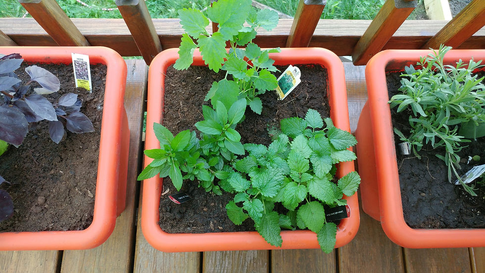 mosquito repellent plants mint