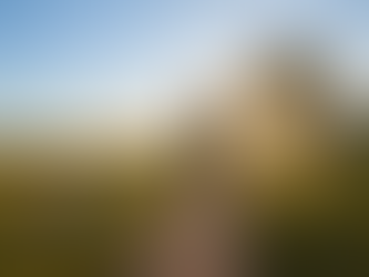 Man walking on a sunlit path through a grassy field with wildflowers. A tree arches over the path, and a bright sun sets in the background.