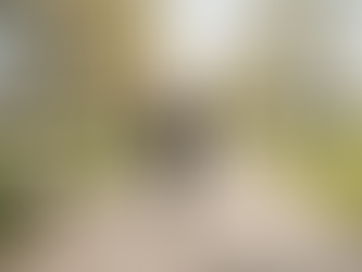 Person walks on park pathway lined with blooming trees. Another person walks in the distance. Sunny day, green grass, and wooden bench.