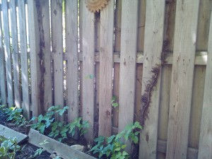 Pacocha - Poison Ivy Vine Attached to Wood Fence Growing Along Base