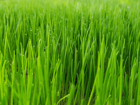 New Grass Seedlings Recently Germinated