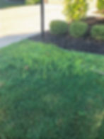 Yellow Nutsedge in Lawn - Lawn Care Weed Control