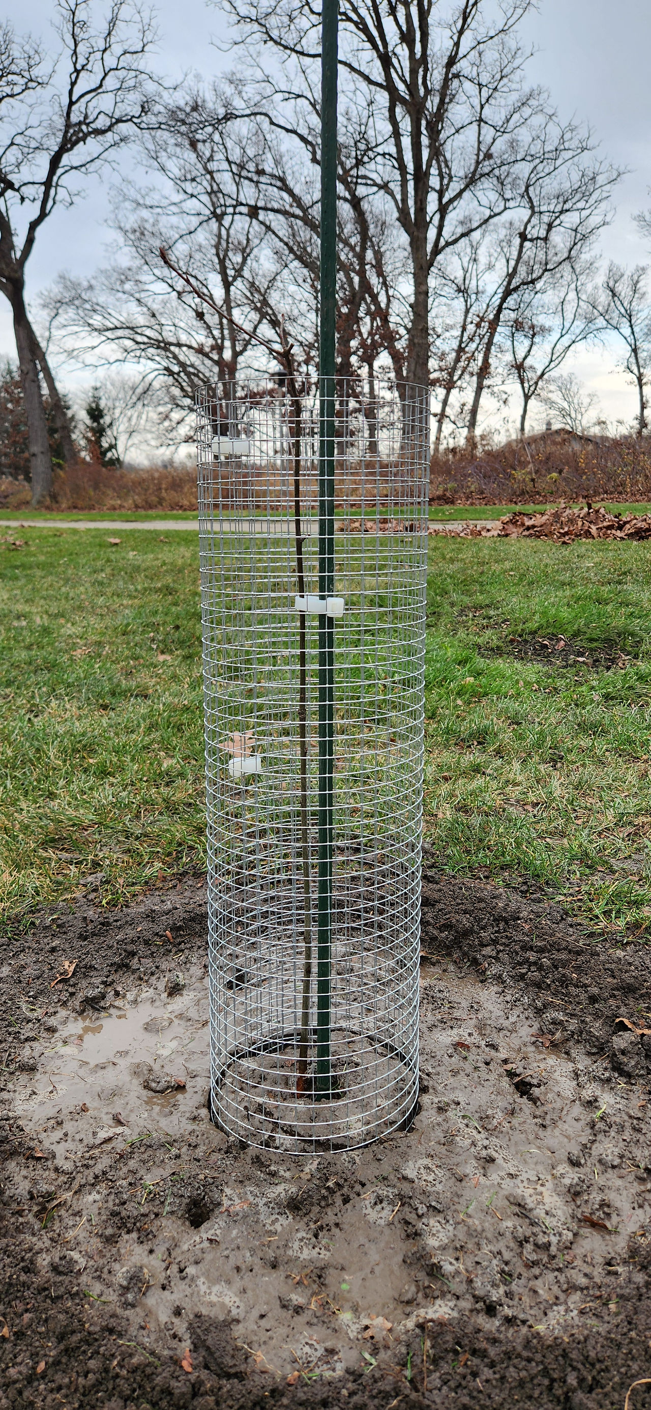 Red Oak Sapling Planted