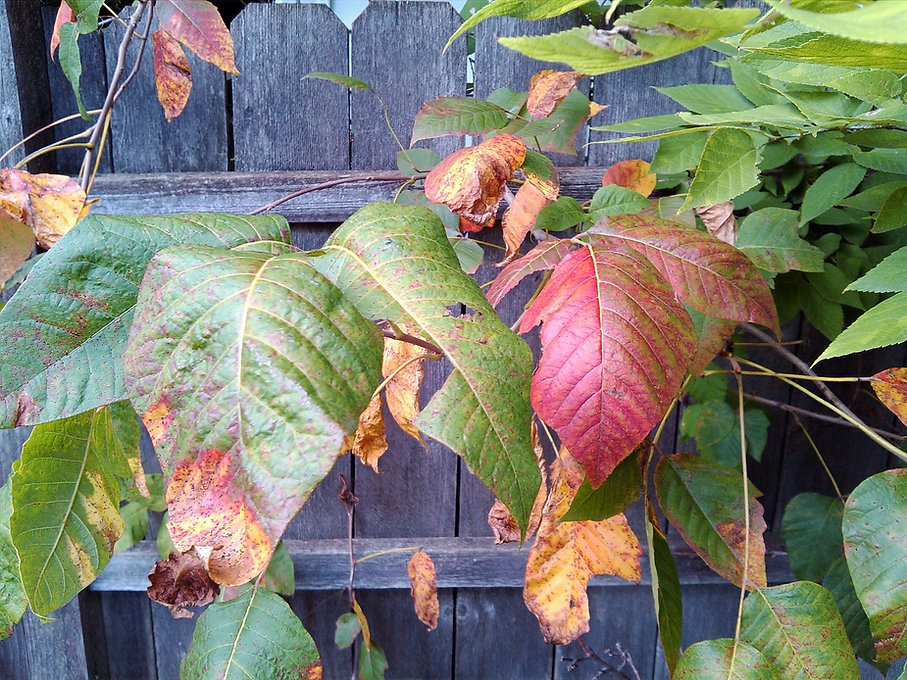 Poison Ivy Through Fence - Pacocha Landscaping_edited.jpg