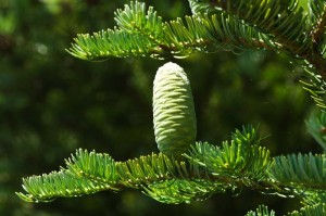 Pacocha - Manchurian Fir Abies holophylla