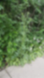 Pacocha - Large Thistle Found Growing in Bed Along Walkway