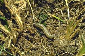 Sod Webworm Caterpillar