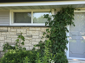 Poison ivy growing alongside and atop front door