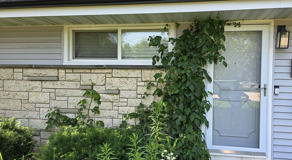 Poison ivy growing alongside and atop front door