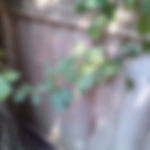 Pacocha - Poison Ivy Growing Through Wood Fence from Neighbors Property
