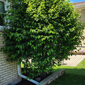 Mulberry Tree Against House