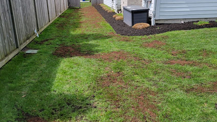 Top dressing and seeding a lawn after core aeration to help level lawn and increase density