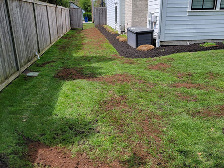 Top dressing and seeding a lawn after core aeration to help level lawn and increase density
