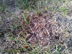 Grass Leaves Clipped Short from Sod Webworm Feeding