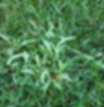 Crabgrass growing in lawn