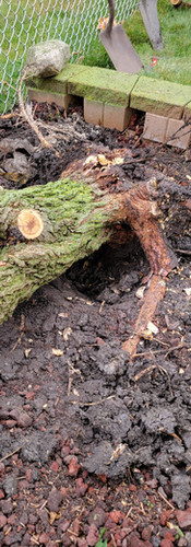 Minimal Site Disturbance While Removing Mulberry Tree