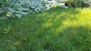 Pacocha - Multiple Thistle Growing in Lawn
