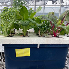 Edible Plants