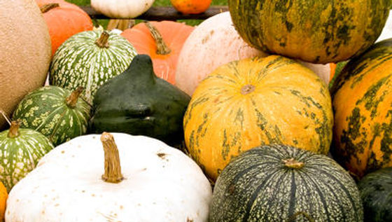 Picking the Perfect Jack-O-Lantern Pumpkin