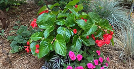 May - Container Gardening