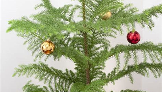 Alternatives to a Christmas Tree: A Greener Christmas