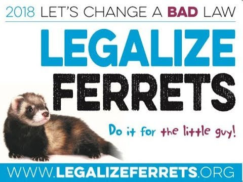 Legalize Ferrets in California: A Historic Opportunity