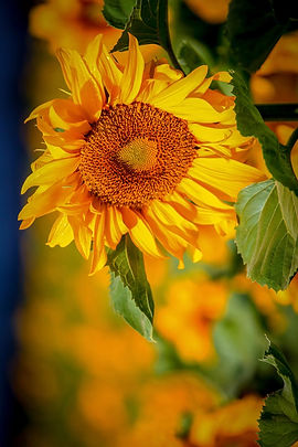 sunflower pic3.jpg