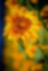 sunflower pic3.jpg