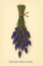 Drying Lavender takes about two weeks