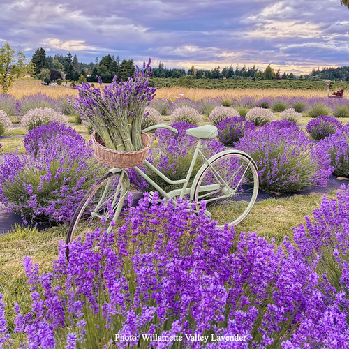 Best Lavender Sachets for Drawers & Closets (Natural & Long-Lasting)