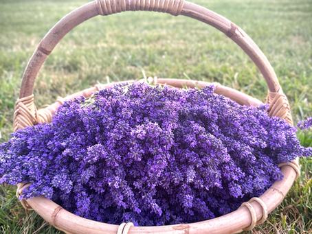 Bundles of freshly harvested ‘Folgate’ English lavender displayed in a basket, with rich purple blooms and green stems, ready for drying at Willamette Valley Lavender.