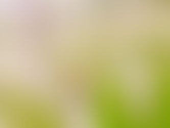 Unleash Your Garden's Potential: Unique Lavender Plants Near You