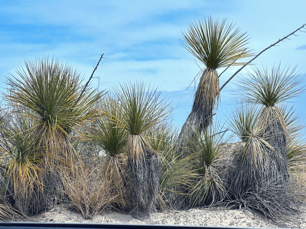 Desert Companions.JPG