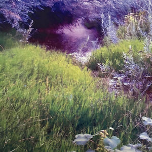 Inspiration for Incredible Weeds Along Rio Grande River
