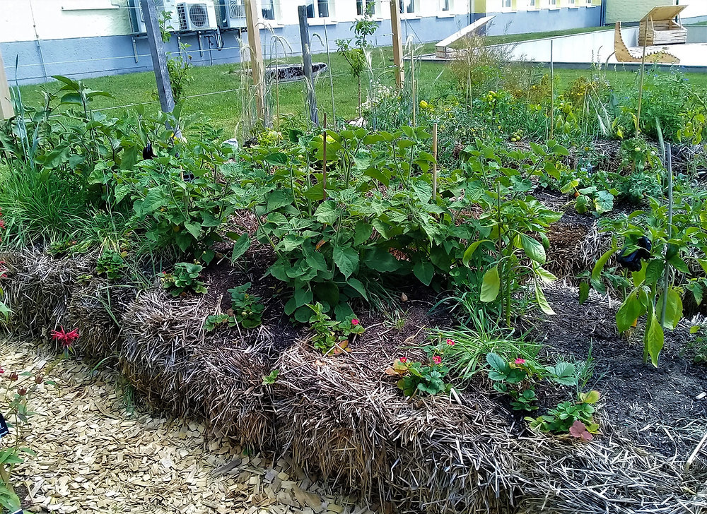 benjamin düngen Purgrün Ficus-Benjamini-Dünger 1 Liter