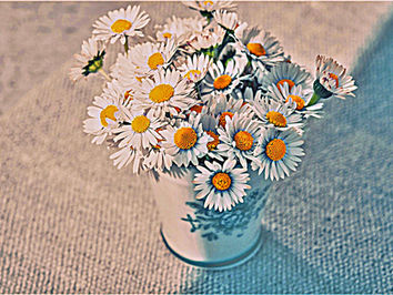 Gänseblümchen - Wiesenprinzessin