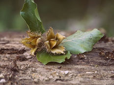 Bucheckern naschen