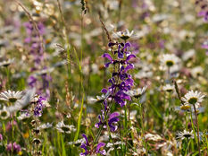 Heublumen die Kraft der Wiese für unser seelisches Wohlbefinden