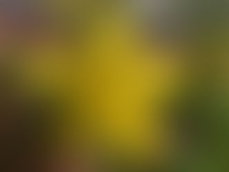 Kräutersammelkalender Juni