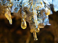 Baumharz sammeln und reinigen