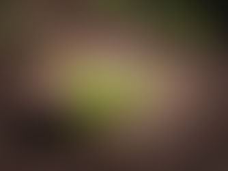 Kübelkartoffeln - Gärtnern für Faule