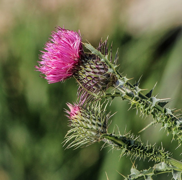 Die schöne Mariendistel