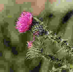 Die schöne Mariendistel