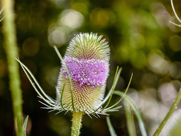 Kardentinktur gegen Borreliose