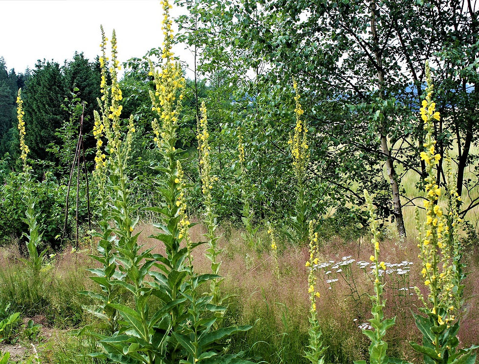 Königskerzenflut in meinem Permakulturgarten