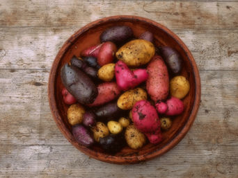 Kartoffel im Erdmantel