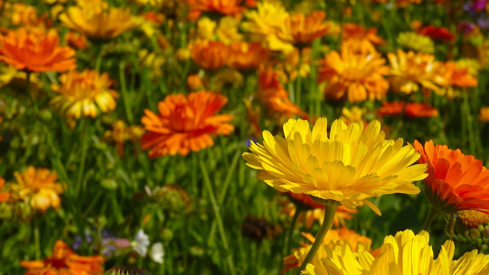 Ringelblumenfeld im Mühlviertel